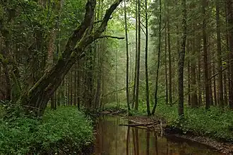 Farbfotografie von einem schmalen Flussverlauf, der durch einen dichten Wald führt