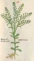 Vitus Auslasser 1479