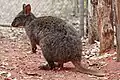Rotbauchfilander (Thylogale billardierii)