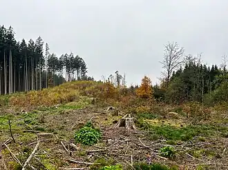 am Taubenberg
