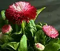 Detailaufnahme der Sorte ‘Rob Roy’