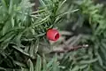 Reifer Samen mit umgebendem Arillus von Taxus cuspidata