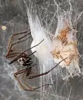 Weibchen mit Eikokon