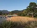 Typisches Schilfufer bei Bad Wiessee