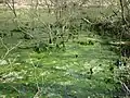 Algenblüte im ehemaligen Fischteich