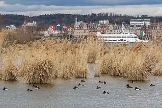 Teich auf der Insel im See