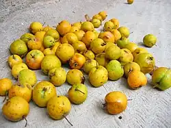 Manzanilla
