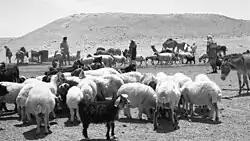 Israelische Beduinen 1955 mit ihren Herden vor dem Tel Malḥata, der sich heute auf dem Gelände der Nevatim Airbase befindet
