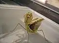 Drohende Japanische Riesenmantis (Tenodera aridifolia)
