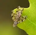Paarung zweier Fliegen