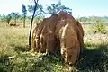 Termitenhügel in Queensland / Australien