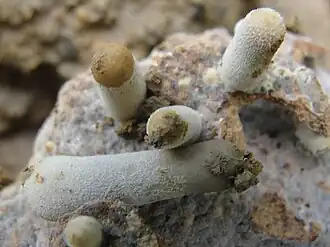 Termitomyces heimii