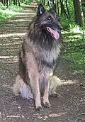 Tervueren eine Varietät des Belgischen Schäferhunds