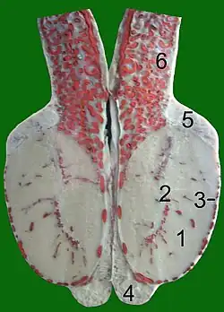 Schnitt durch einen Stierhoden: (Blutgefäße mit roter Gelatine injiziert) 1 Hodenparenchym 2 Mediastinum testis 3 Tunica albuginea 4 Nebenhodenschwanz 5 Nebenhodenkopf 6 Samenstrang mit &nbsp;&nbsp;&nbsp;Rankenkonvolut der Hodenarterie