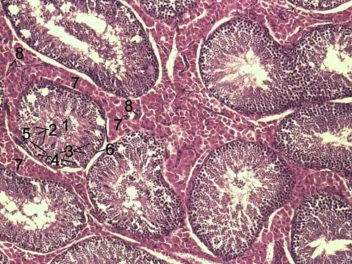 Histologisches Bild des Hodenparenchyms eines Ebers: 1 Lumen eines gewundenen Samenkanälchens 2 Spermatiden 3 Spermatozyten 4 Spermatogonien 5 Sertoli-Zellen 6 Myofibroblasten 7 Leydig-Zellen 8 Kapillaren