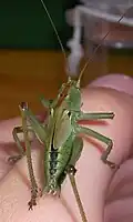 Männliches Jungtier