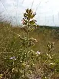 Der beim Hausberg auftretende Trauben-Gamander (Teucrium botrys) gilt in Österreich als gefährdet.[3]