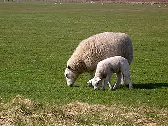 Texelschaf