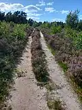 Weg durch die blühende Heide westlich der Talsperre, August 2025