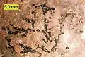 Thallograptus sphaericola