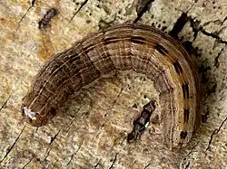 Raupe