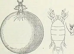 Grafik, dorsal