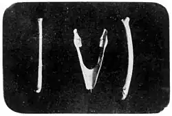 Knochen von Nestor chathamensis.