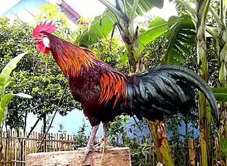 Ayam ketawa