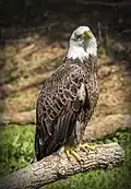 Weißkopfseeadler