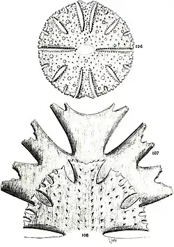 Illustrationen von Herbert W. Conn (1908): Micrasterias-Arten von Connecticut (USA): Fig. 107: M. radiosa var. punctata, Fig.&nbsp;108: M.&nbsp;crux-melitensis, Fig.&nbsp;108: M.&nbsp;apiculata.