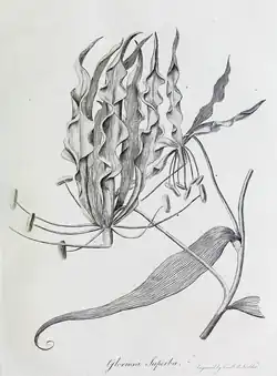 Ruhmeskrone (Gloriosa superba)