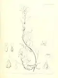 Illustration von Suckleya suckleyana als Teil der Erstbeschreibung