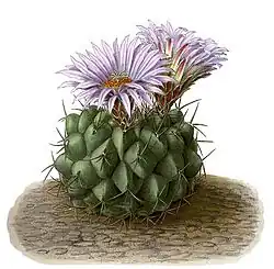 Thelocactus rinconensis