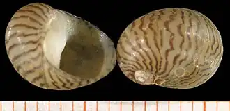 Donau-Kahnschnecke