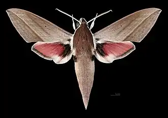 ♂ Theretra alecto