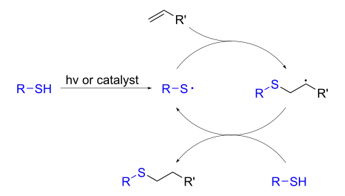 Radikalische Thiol-En-Reaktionen verlaufen über Thiolradikale, die eine konjugierte radikalische Addition an Olefine eingehen.