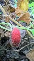 Frucht