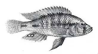 Haplochromis wingatii