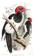 Dryocopus javensis hargitti illustriert von John Gerrard Keulemans