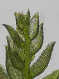 Thuidium tamariscinum – Astblätter mit einzelliger Spitze