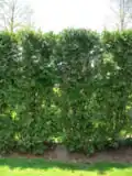 Immergrüne Hecke