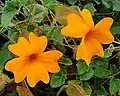Thunbergia gregorii