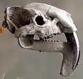 Thylacosmilus atrox Schädel, American Museum of Natural History