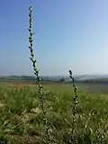 Spatzenzunge (Thymelaea passerina), in Österreich stark gefährdet.[8]