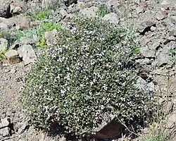 Thymian