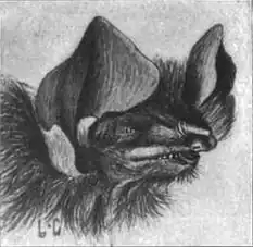 Kopf