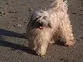 Tibet-Terrier