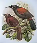 vorn: adultes Exemplar, hinten: Junges des Südinsel-Sattenvogels (von J. G. Keulemans in Buller 1873).