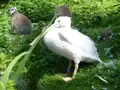 Rosapelikan auf der Katta-Insel