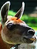 Guanako